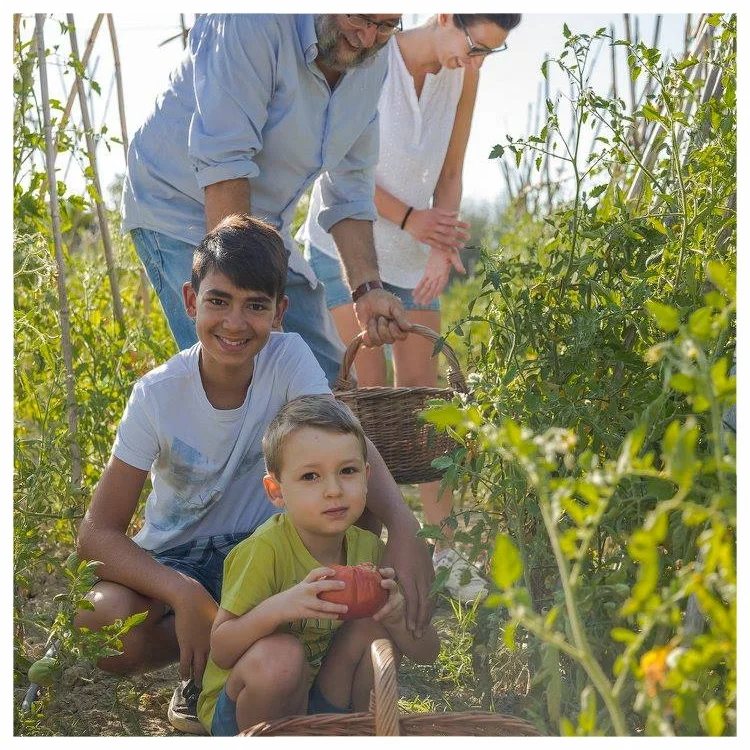 La famiglia raccoglie pomodori nell'orto del podere, con i bambini e i cesti di vimini